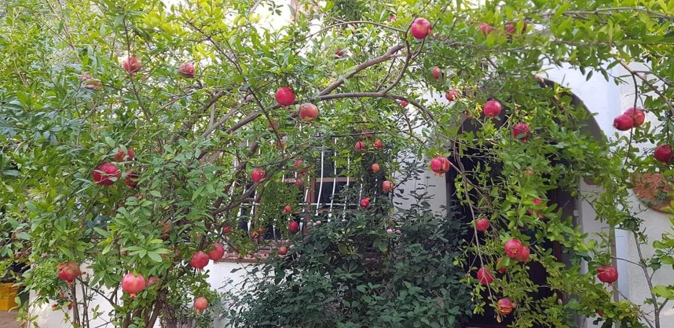 Appartement Il Giardino Di Frafa à Quartu SantʼElena Extérieur photo